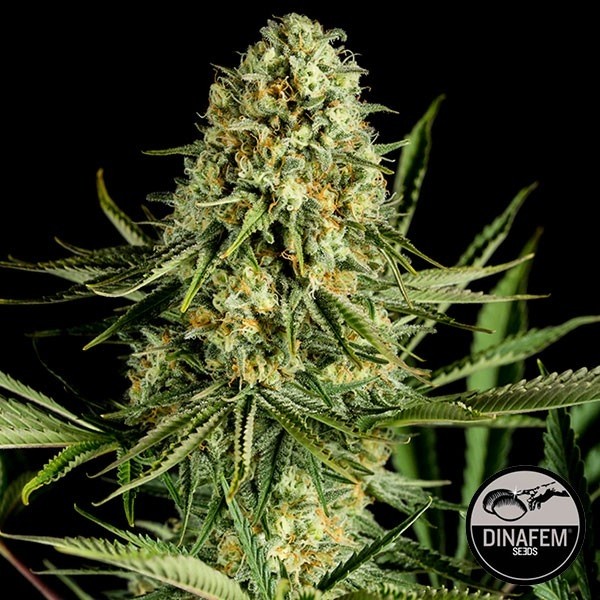 Voir Plante de marijuana Critical Cheese