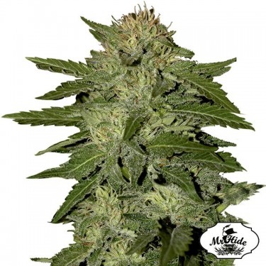 Graines Auto White Widow de Mr. Hide Seeds - Grow Barato
