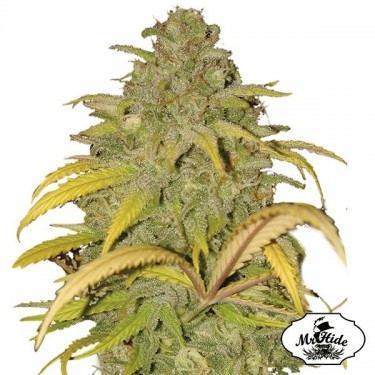 Plante de cannabis Auto Northern Cream