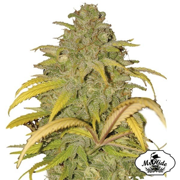 Voir Plante de cannabis Auto Northern Cream