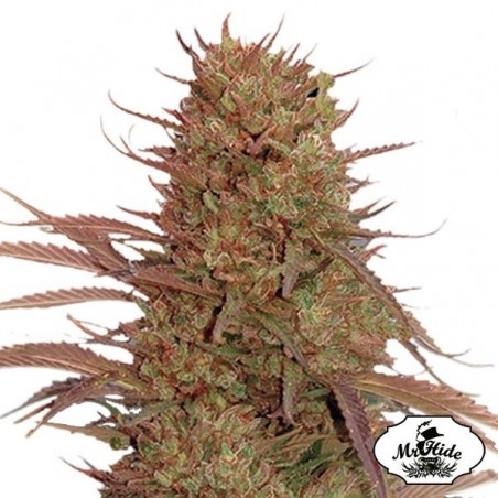 Plante de cannabis Auto Cream Mass