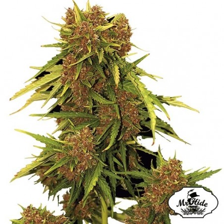 Plante de cannabis Auto Kritical Red
