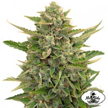 Plante de cannabis Auto Amnesia