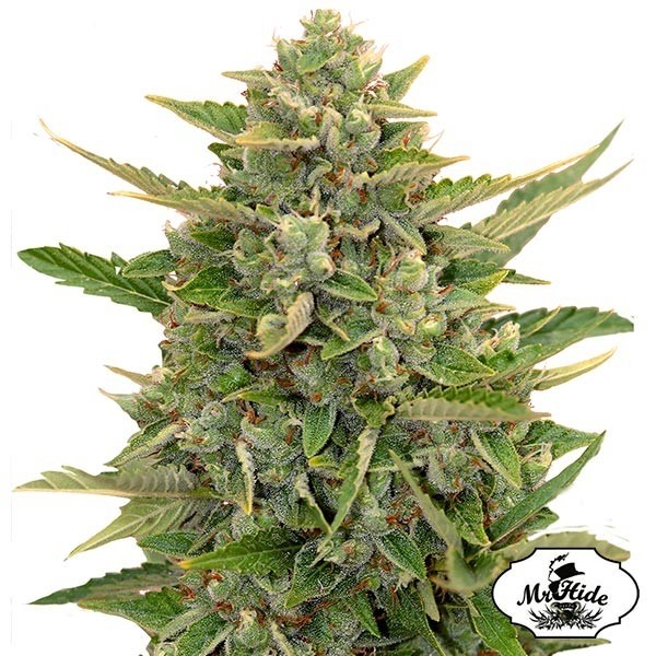 Plante de cannabis Auto Amnesia