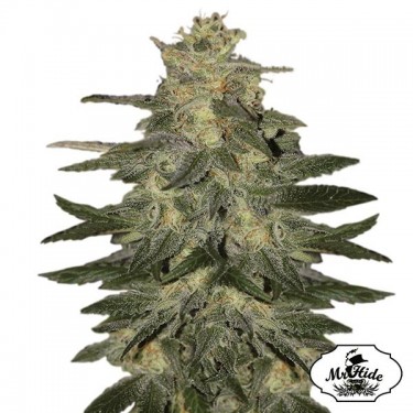 Plante de cannabis Auto Mazar Blue