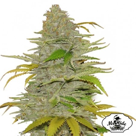 Auto Diesel Mass - Mr Hide Seeds - femelle - Grow Barato