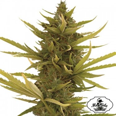 Plante de cannabis Auto Black Banana