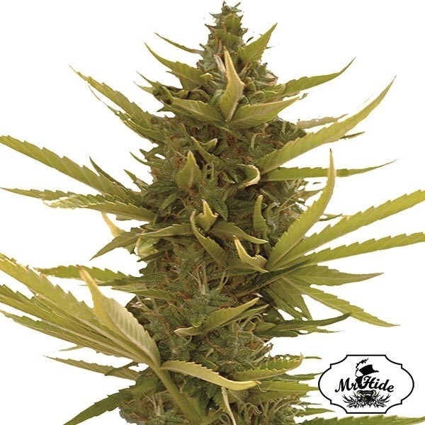 Voir Plante de cannabis Auto Black Banana