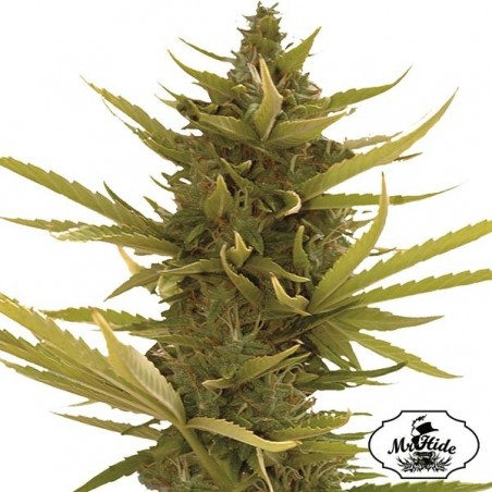 Plante de cannabis Auto Black Banana