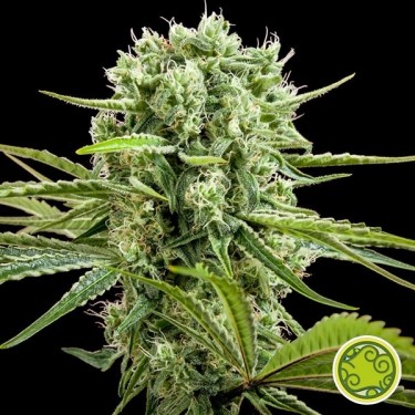 Achetez CBD Rich Candy de Philosopher Seeds - GB