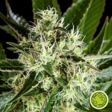 Achetez Pure CBD Punch de Philosopher Seeds - Grow barato