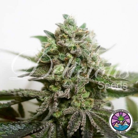 Acheter Delimed CBD Plus de Delicious Seeds - Grow Barato