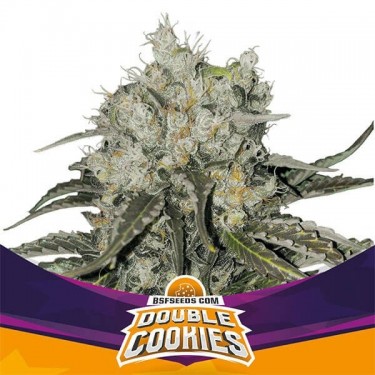 Double Cookies de BSF Seeds 100 % féminisée - Grow Barato