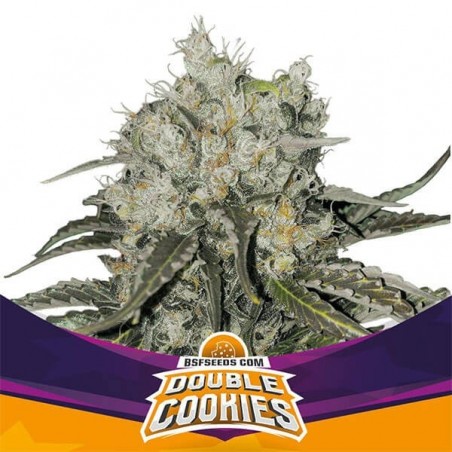 Double Cookies de BSF Seeds 100 % féminisée - Grow Barato
