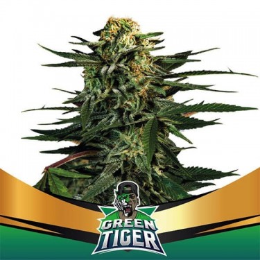 Green Tiger Faster Flowering Plante de cannabis