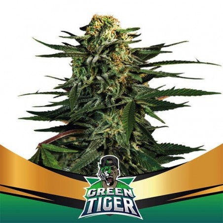 Green Tiger Faster Flowering Plante de cannabis