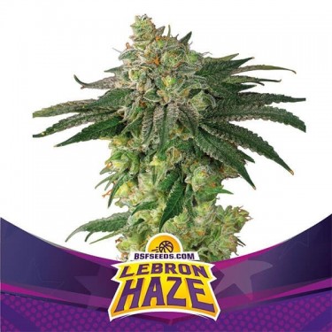 Lebron Haze Plante de cannabis