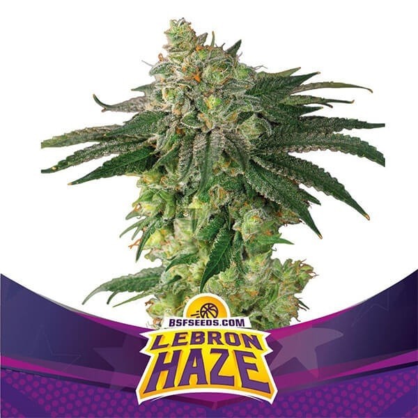 Voir Lebron Haze Plante de cannabis