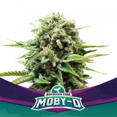 Plante de cannabis Moby-D