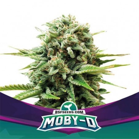 Plante de cannabis Moby-D