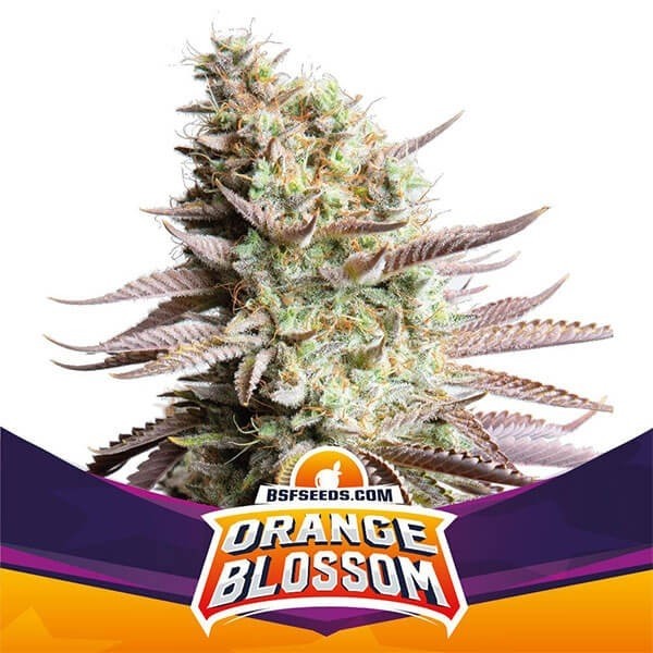 Voir Plante de cannabis Orange Blossom