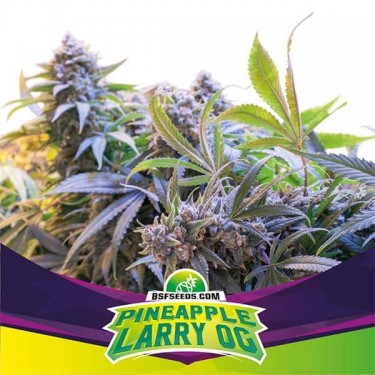 Plante de cannabis Pinneapple Larry OG