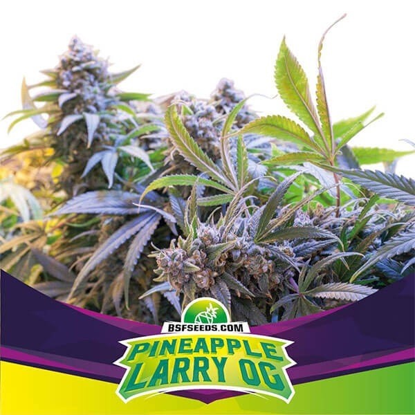 Voir Plante de cannabis Pinneapple Larry OG