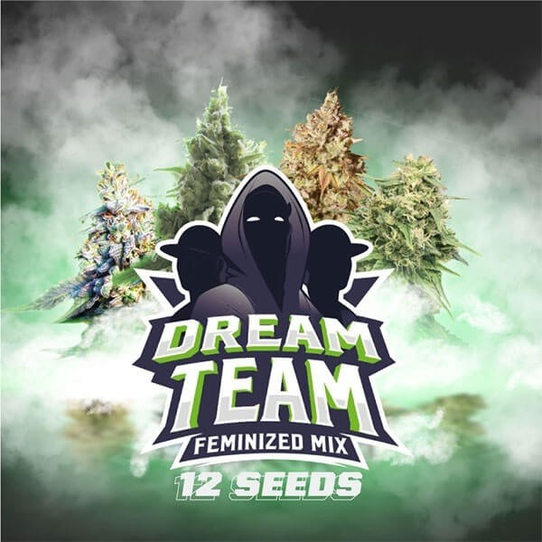Voir Dream Team Mix Plante de cannabis
