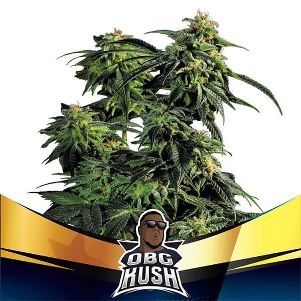 Voir OBG Kush Faster Flowering de BSF Seeds - Grow Barato