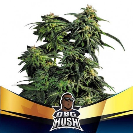 OBG Kush Faster Flowering de BSF Seeds - Grow Barato