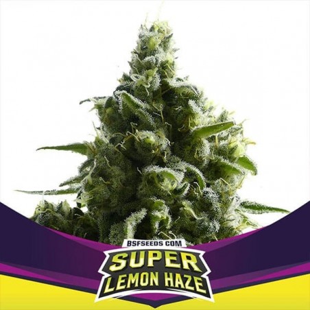 Plante de cannabis SLH
