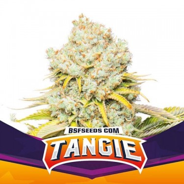 Plante de cannabis Tangie