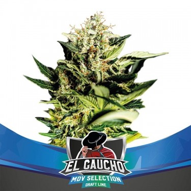 Plante de cannabis El Gaucho Faster Flowering