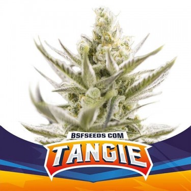 Plante de cannabis Tangie XXL Auto