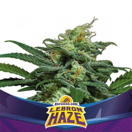 Plante de cannabis Lebron Haze XXL Auto