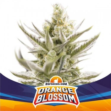 Orange Blossom XXL Auto Plante de cannabis