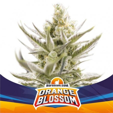 Orange Blossom XXL Auto Plante de cannabis