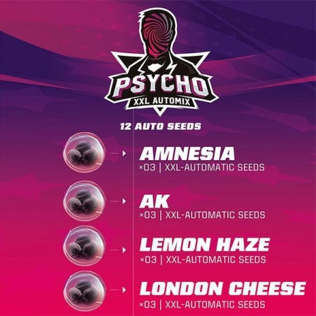 Plante de cannabis Psycho XXL Automix
