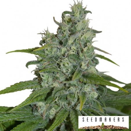 Graines Auto Max de Seedmakers Féminisées - Grow Barato