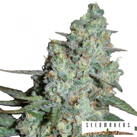 Wonder Skunk Plante de marijuana