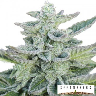 Super Kush féminisée de Seedmakers - Grow Barato