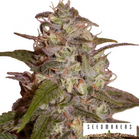 Orange Light de Seedmakers féminisées - Grow Barato