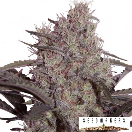 Jack Widow Plante de marijuana