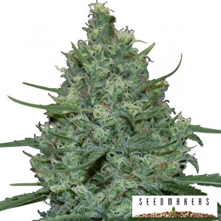 Critical de Seedmakers graines féminisées - Grow Barato