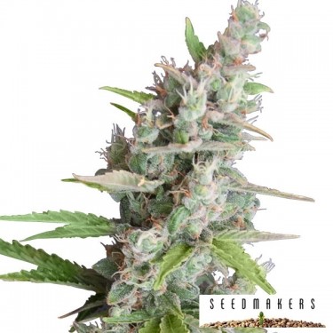 Graines Auto AK de Seedmakers Féminisées - Grow Barato