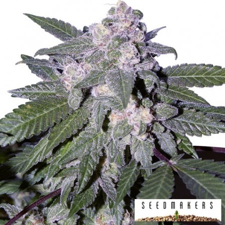 Graines Auto Blue de Seedmakers Féminisées - Grow Barato