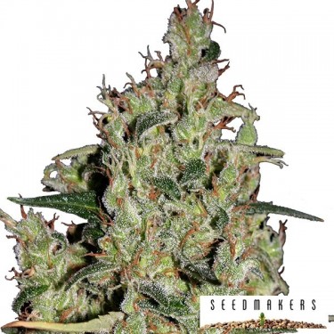 Graines Auto Critical de Seedmakers - Grow Barato