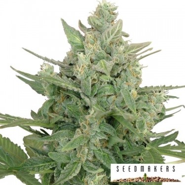 Graines Auto Low Dwarf de Seedmakers - Grow Barato