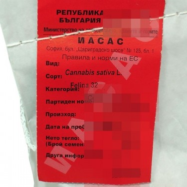 Plante de cannabis Felina 32
