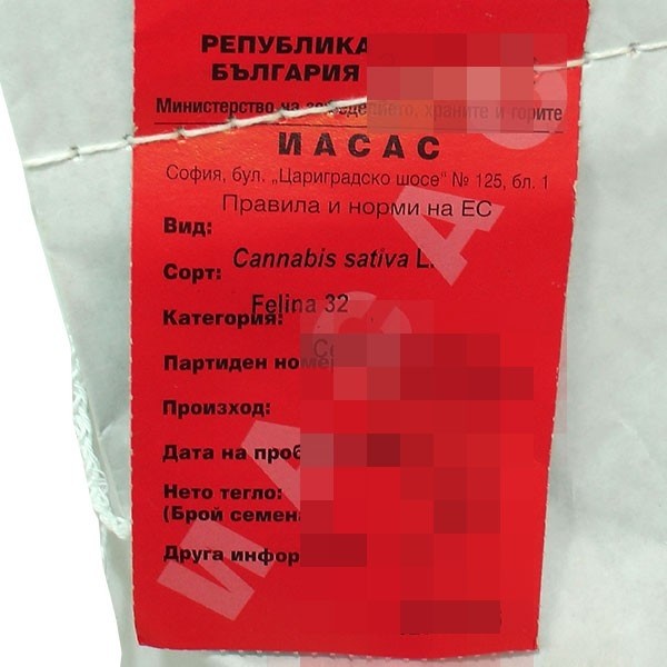 Plante de cannabis Felina 32